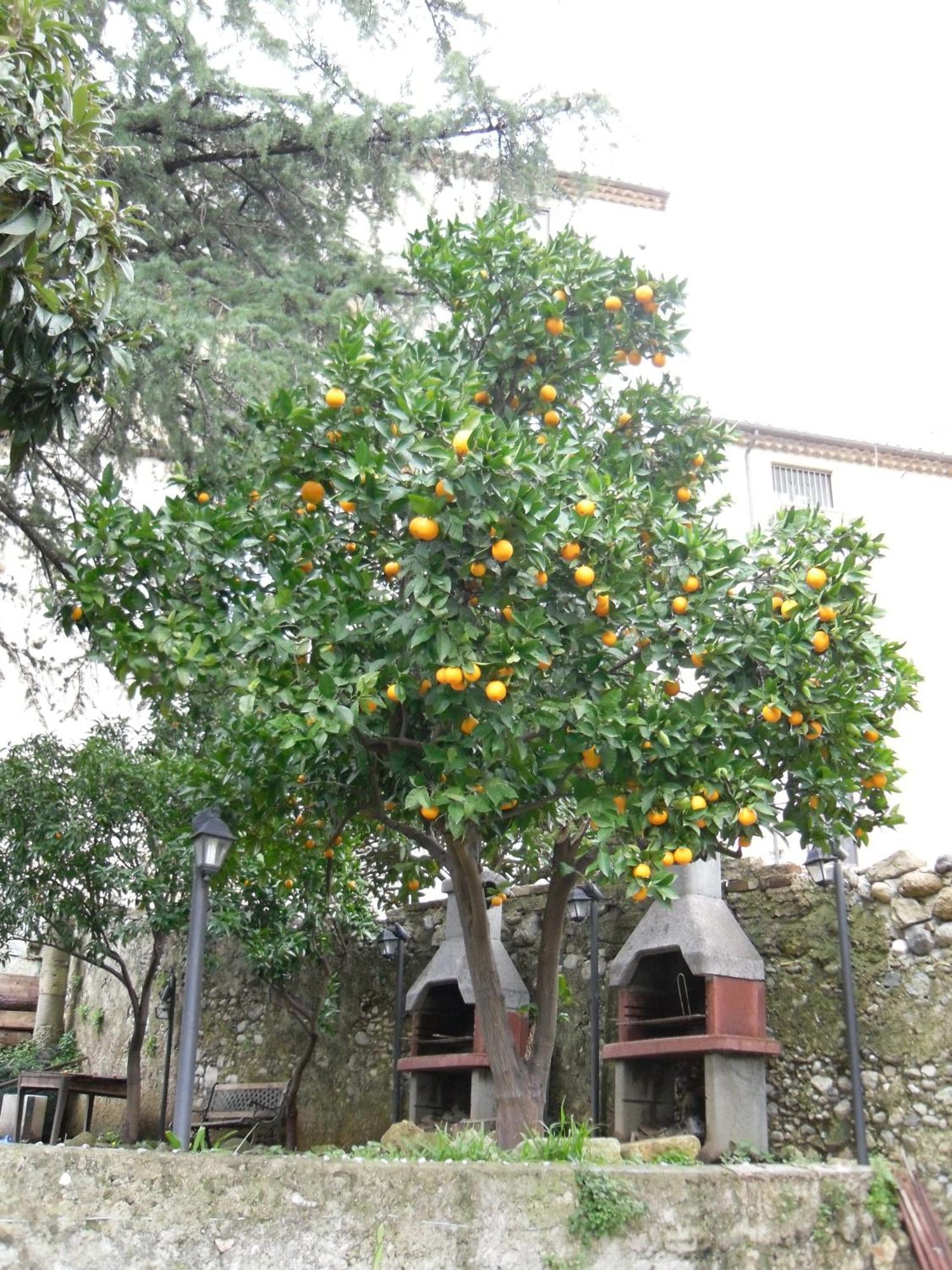 Old Garden Bed and Breakfast Cosenza Exterior foto